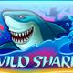 Wild Shark